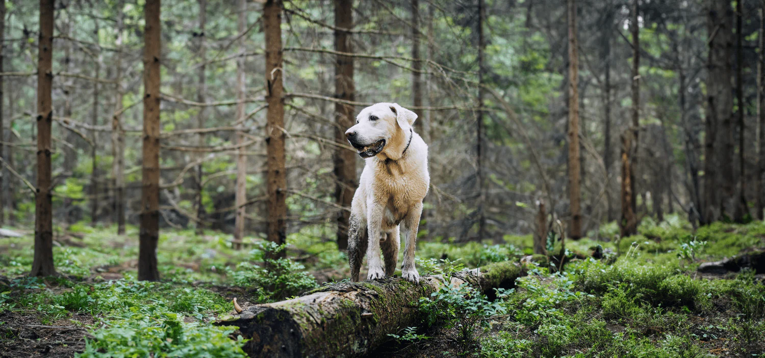 Year-Round Care for Happy Pets
